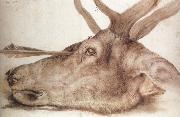 Albrecht Durer The Head of a stag Killed by an arrow oil painting artist